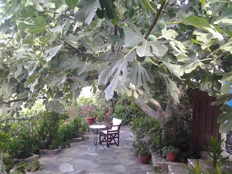 Villa Panayiota Alónnisos エクステリア 写真
